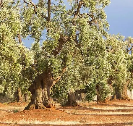 לינה וארוחת בוקר Interno 9